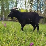 Le Domaine Du Bois Coquet Kemping La Douze