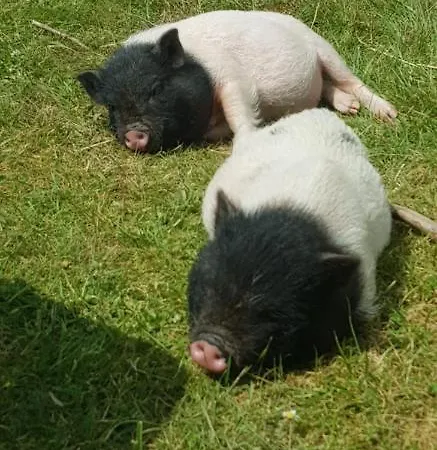 Le Domaine Du Bois Coquet Kamp alanı *