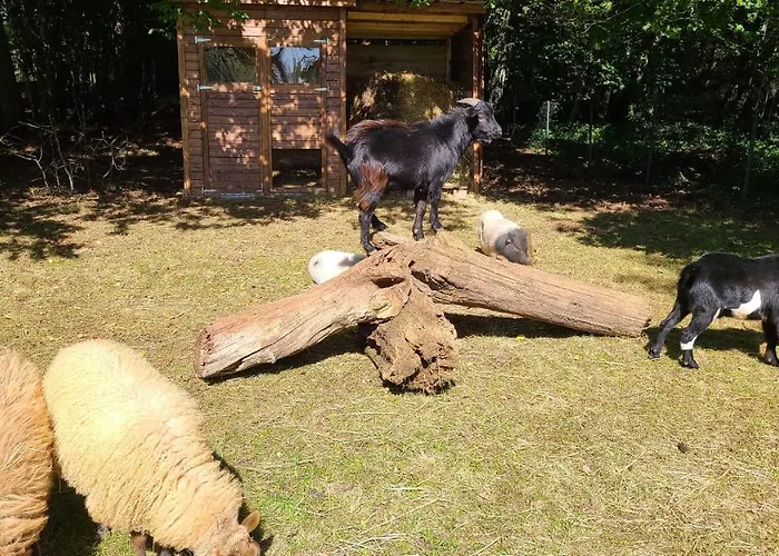 캠프장 Le Domaine Du Bois Coquet